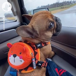 Pulling your face when it’s time to go back 2 school... 😂🎓 | Go Fetch