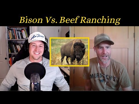 Bison vs Cattle: The Surprising Benefits of Raising Bison