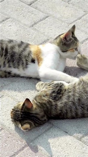 Top 10 Fascinating Facts About Cats | Must-Know Cat Trivia! #cats #cattrivia #amazingcats