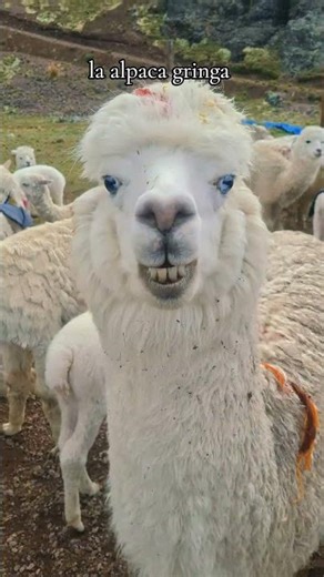 Did you know that alpacas with blue eyes exist?