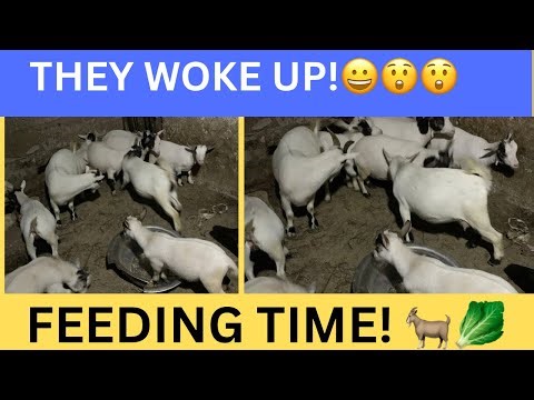Baby Goats Start Eating After Resting — Feeding Time Begins! 🐐🥬😲 (Live)