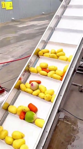 Automated Vegetable Conveyor Belt for Efficient Washing and Sorting Process