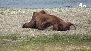 Is That Squirrel OK? Splooting Explained