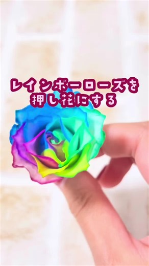 レインボーローズの押し花制作法を学ぼう