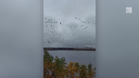 Snow geese fill the sky in surreal migration sight
