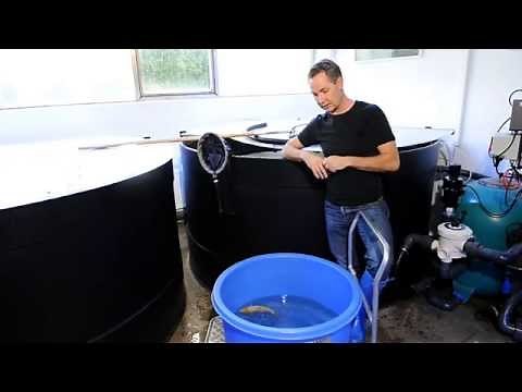 Modern Koi Blog #1 - Koyo Tosai