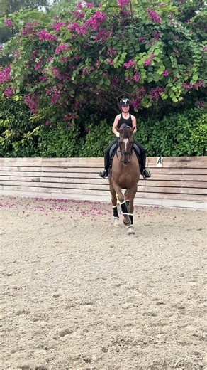 Mastering Dressage: The Art of Passage in Horse Training