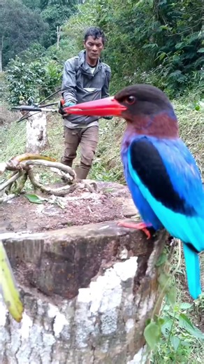 Persahabatan Manusia dan Burung Liar yang Menakjubkan