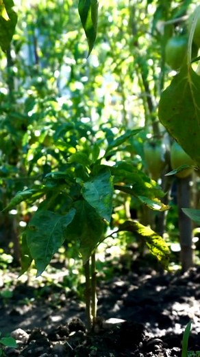 🚨SUMMER MENU DROP🚨⁠ ⁠ Here comes the sun, and here comes a Thistle delivery with new meals up for grabs. Our summer items are rolling out over the next few menus. Keep an eye out and let us know what you’re most excited to try. 👀☀️ | Thistle