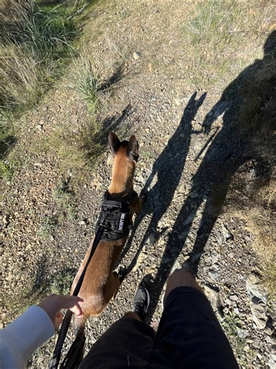 Exploring the Forest with a Belgian Shepherd: Training Tips