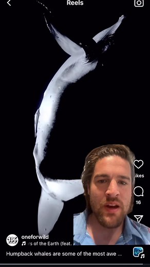 6 comments | Close up of an arctic walrus #walrus #shark #water #nature #ocean #whale #scuba | Creature Curator | Facebook