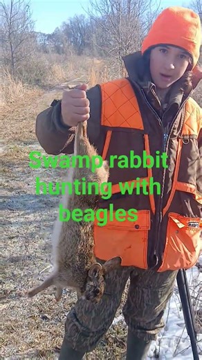 swamp rabbit hunting with beagles