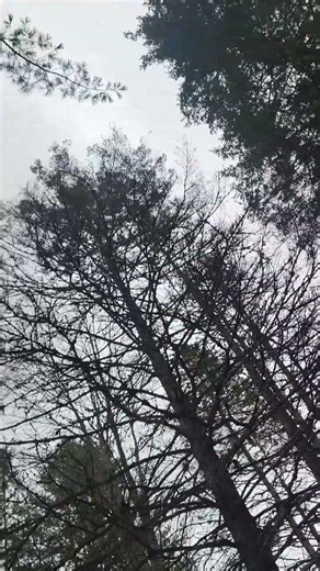 Raven made a cool sound! Full volume! #wildlife #nature