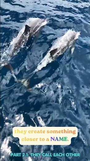 🐬 The Wild Truth About How Dolphins Identify Each Other 🤯