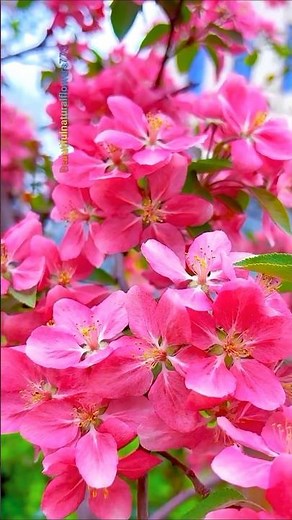 “Cherry Blossom Trees in Bloom 🌸 Pure Nature Beauty!”