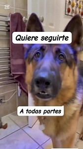 Un Pastor Alemán ama tan profundo que uno solo quiere devolverle un poquito de todo lo que da. ¿La mejor forma? Alimentándolo bien. 🍲💛 Comenta RECETAS y dale salud desde el plato. #ovejero #pastoraleman #ovejeroaleman #germansheperd | Amo a mi Pastor Aleman