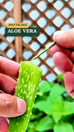 Four Ways to Prepare Plant Cuttings for Rooting #gardening