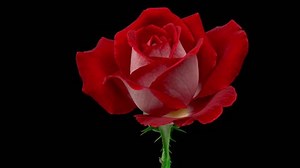 Beautiful Rose Flower Background Blooming Rose Stock Footage Video (100% Royalty-free) 1109637807 | Shutterstock