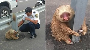 Adorable, but frightened sloth rescued from side of highway