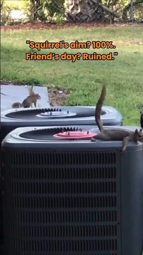 Squirrel Chilling... Then Poops on His Friend?! (Caught in 4K)