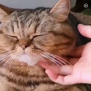 831K views · 10K reactions | GOOD NIGHT!  This sleepy cats compilation will give you a good night's sleep! 殺 | Amazingly Cat | Facebook