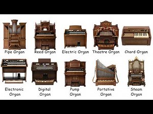 Every Type of Organ Explained
