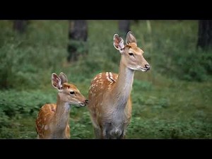 Spring Awakening - Animals and Birds Say Hello To Springtime