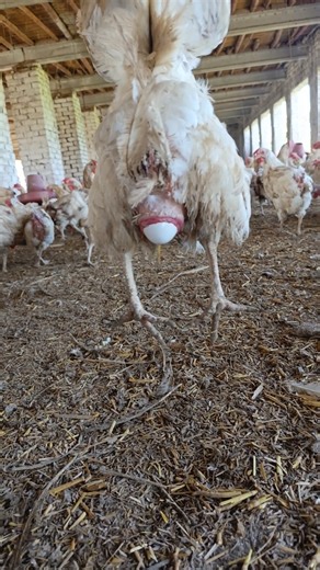 My chicken laid such a big egg