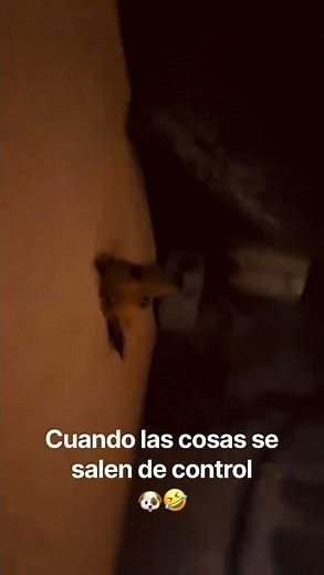 When things just don't make sense 🐶🤣 #viralvideo #funny #dog #dogs