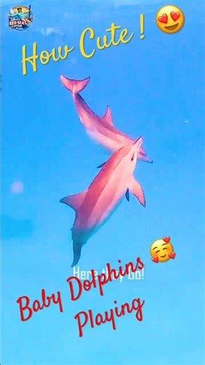 Two Baby Spinner Dolphins Playing 🐬 4K