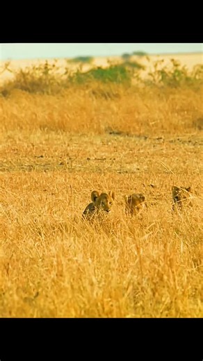 Wild Sigil on Instagram: "Part 7: Running on empty 🦁 ​When you are starving, even the "easy" targets become deadly. 🦁🏜️ ​After losing her zebra to the hyenas, Kali was desperate for a win. She spotted a warthog—a smaller, seemingly simple hunt that would provide a meal and a perfect training session for her cubs. But the savanna doesn't follow a script. Kali stumbled upon a fighter who refused to be a victim. 🐗🚫 ​Standing his ground with razor-sharp tusks, the warthog turned the hunter into