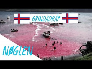 Grindadráp: Why do they hunt whales in the Faroe Islands? | NØGLEN
