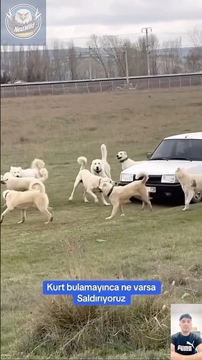 When the Akbash Strikes: Unseen Power of a Guardian Beast!