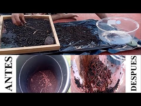 Lombriz roja californiana:Reproduccion. ¿Cuanto se reproduce?