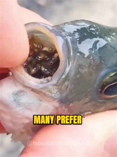 Why Australia Is Burying Truckloads of Fish #Australia #InvasiveSpecies #Tilapia #SaveNature #WildlifeCrisis