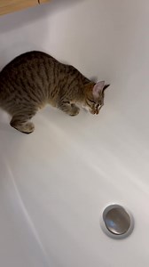 596K views · 10K reactions | I think she knows she’s cute  | Cubby and Friends | Facebook