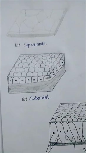 epithelial cell diagram... #viralshorts #motivation #study #viralvideo