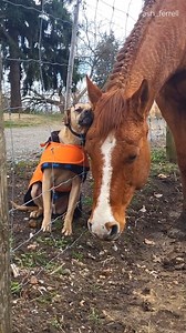 62K views · 3.9K reactions | This is what true love looks like...  | The Animal World | Facebook