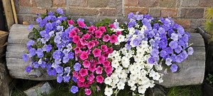 Turn a Log Into a Rustic Planter | DoItYourself.com