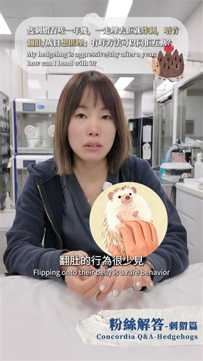 4K views · 54 reactions | 璉 留言區你問我答｜刺蝟篇！ 之前我們康迪亞獸醫珍禽異獸部門護士長Pui...