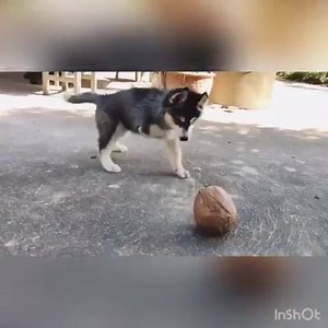 39K views · 599 reactions | I think this is the most beautiful husky, and you珞 | HUSKY DOGS | Facebook