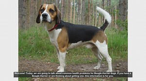 Common Health Problems in Beagle-Harrier Dogs