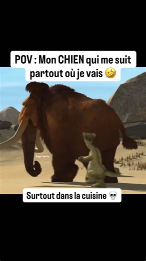 Uggy le Golden 🐾 | Même dans les toilettes 🤣 #chien #goldenretriever #dog #drole #amour | Instagram