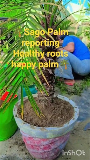 🌿 Sago Palm Ko Kaise Repot Kare | Easy Gardening Tip🪴 Old Pot Se New Pot #houseplant #nature