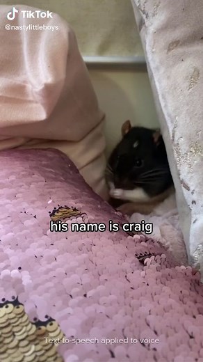 Unveiling the Truth About Craig | Rainbow Kiss Meaning