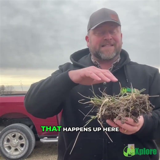 The Rhizosphere Explained Why Plants Send Energy Into the Soil Around Their Roots
