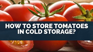 How To Store Tomatoes In Cold Storage? [Fridge Or Freezer]