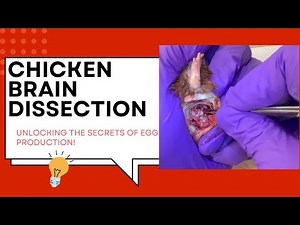 Chicken Brain Dissection: Unlocking the secret of egg production and reproduction