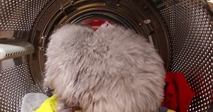 Funny Cat Sitting Washing Machine View Stock Footage Video (100% Royalty-free) 1068050561 | Shutterstock