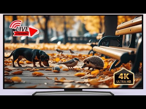🔴 Live Dog TV for Relaxation 🐕 Relaxing Dog TV Live 🌳 Small Animals & Nature Sounds